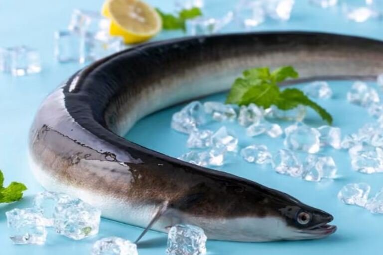 How To Source Fresh Eel For Your Next Seafood Feast