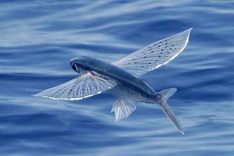 Do you Know these fish can fly?